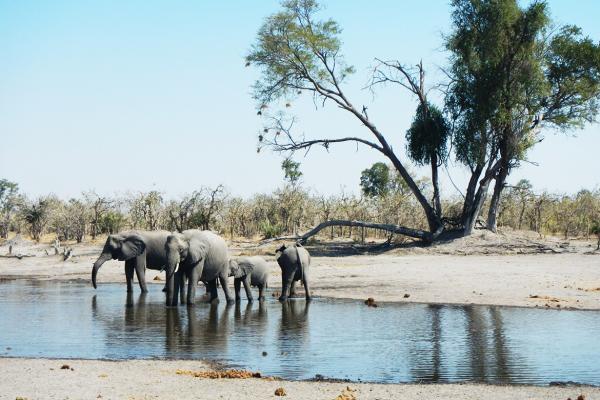 Chobe National Park